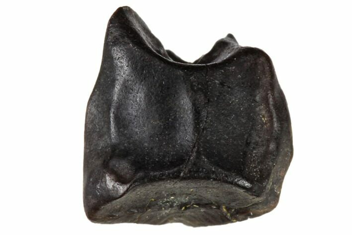 Fossil Hadrosaur (Edmontosaurus) Shed Tooth- Montana #110964
